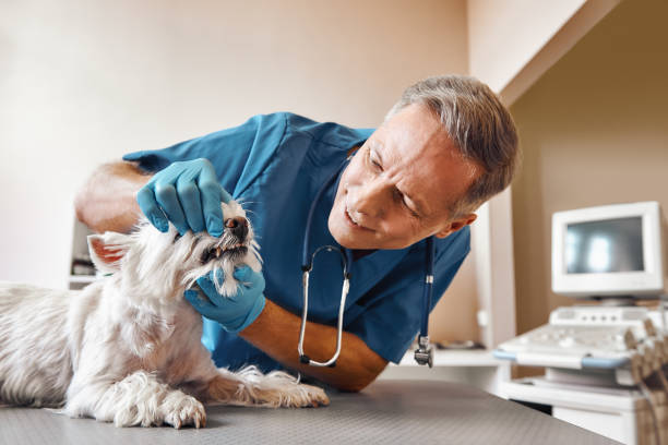 Best Emergency Denture Repair in Weldon Spring, MO